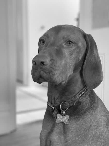 Darwin