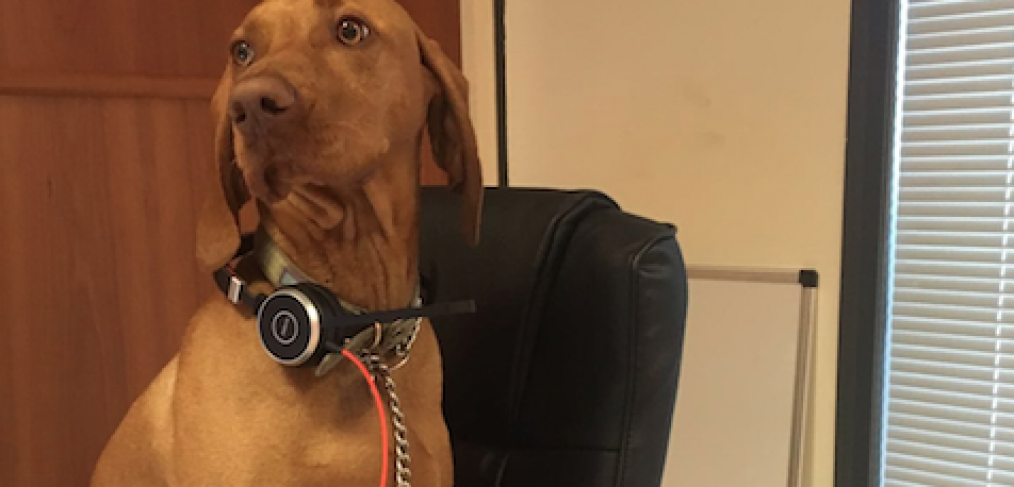 The Dog Ate My Homework