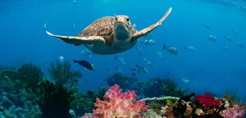 In aid of World Ocean Day, Here’s 10 things you can do to save the Ocean